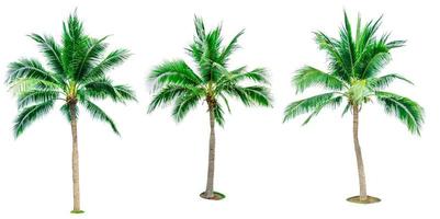 conjunto de árboles de coco aislado sobre fondo blanco utilizado para publicidad arquitectura decorativa. concepto de verano y playa. palmera tropical. foto