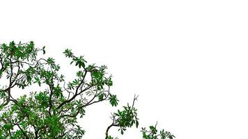 Tree with branch and green leaves isolated on white background with copy space. photo