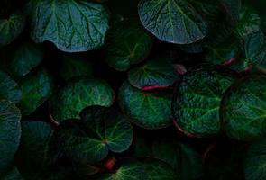 textura de hoja redonda verde sobre fondo oscuro. detalle de primer plano de las hojas de begonia. planta de casa. plantas de interior hoja de begonia para la decoración del hogar. papel tapiz para spa o salud mental y terapia mental. foto