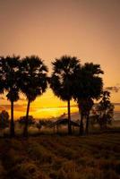 paisaje de campo de cultivo de arroz con cielo dorado del amanecer en la mañana. silueta de palmera de azúcar y vieja choza en el campo de arroz cosechado. vista del país hermoso cielo naranja del amanecer en las zonas rurales al amanecer. foto