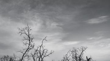 Silhouette dead tree on dark dramatic sky and white clouds background for a peaceful death. Despair and hopeless concept. Sad of nature. Death and sad emotion background. Dead branch unique pattern. photo