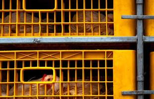 Chicken transport by truck from livestock farm to food factory. Poultry industry. Livestock transport by trailer. Chicken in yellow plastic crates. Animal cruelty concept. Chicken in cramped cage. photo