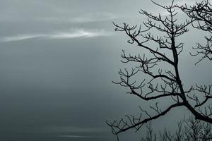 silueta árbol muerto y rama sobre fondo de cielo gris. ramas negras de árbol. fondo de textura de la naturaleza. antecedentes artísticos para tristeza, muerte, soledad, desesperanza y desesperación. fondo del día de halloween foto