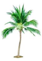 Coconut tree isolated on white background with copy space. Used for advertising decorative architecture. Summer and beach concept. Tropical palm tree. photo