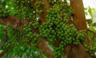 Cluster fig Ficus racemosa in tropical forest. Bottom view of green tree in tropical forest. Closeup raw and ripe cluster fig on branches of tree. Organic fruit. Bunch of green fruit. photo