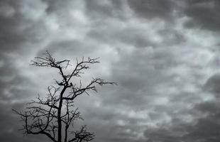 Silhouette dead tree on dark dramatic sky and white clouds background for peaceful death. Stormy sky on drought land. Sad of nature. Death and sad emotion background. Dead branches unique pattern. photo