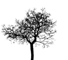 Leafless tree isolated on white background. Silhouette bare tree isolated on white background. photo