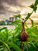 Snail climbing on plant in the evening beside the river opposite landmark building of Singapore at sunset. Slow life concept. Slow travel in Singapore. Snail in garden. Closeup invertebrate animal. photo