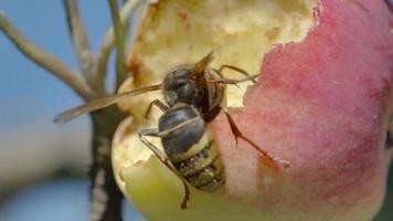 Hornet eats the flesh of a ripe red apple, HDR footage video