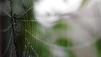 vista de cerca de la telaraña unida a una red de baloncesto, cubierta con gotas de humedad. foco de bastidor. video