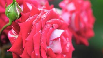 närbild av en vacker röd ros med regndroppar video