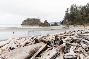 Driftwood on the beach photo