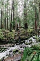 Stream in the forest photo