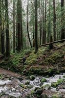 Stream in the forest photo