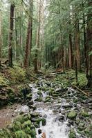 Stream in the forest photo