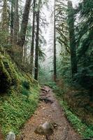 Path in the forest photo