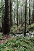 Stream in the forest photo