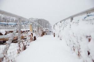 Snowy pier view photo