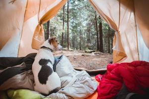 Dog in tent photo