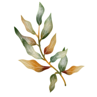 aquarelle de feuilles dessinées à la main png