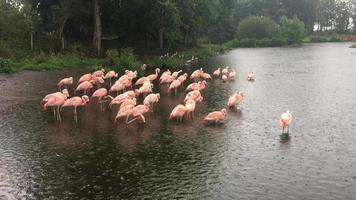 A video of Flamingos in the rain