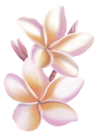 Plumeria, Frangipani, Temple tree, Graveyard Tree,  digital hand drawing and painting. Isolate image. png