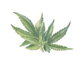 die gruppe grüner cannabis- oder marijounasblätter, digital handgezeichnet und gemalt, aquarell, isoliertes bild. png