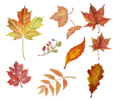 Set of Autumn and fall collection, maple and wild leaves in Autumn color. Digital hand draw and paint, white background. png