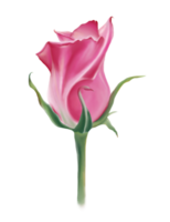 A sweet pink rose, digital hand draw and paint, isolate image.