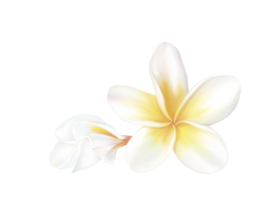 Plumeria, Frangipani, Temple tree, Graveyard Tree, digital hand drawing and painting. Isolate image. png