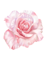 dibujado a mano digital y pintado de cerca flor hermosa flor de rosa con color de agua, aislar la imagen de fondo blanco. png