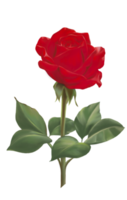 un fiore di rosa rossa con foglie verde scuro. disegno e pittura a mano, isolare l'immagine. png