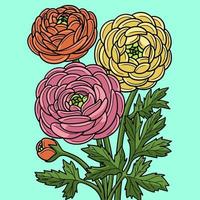 Ranunculus Flower Colored Cartoon Illustration vector