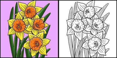 Daffodil Flower Coloring Page Colored Illustration vector