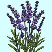 ilustración de dibujos animados de color flor de lavanda vector