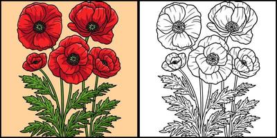 Corn Poppy Flower Coloring Colored Illustration vector