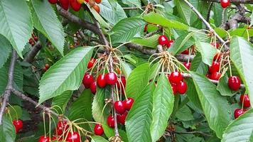 ripe sweet cherry grows on a branch in the garden. growing berries and fruits. Summer video