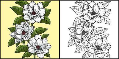 Magnolia Flower Coloring Page Colored Illustration vector