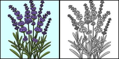 Lavender Flower Coloring Page Colored Illustration