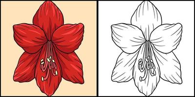 Amaryllis Flower Coloring Colored Illustration vector