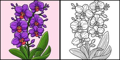 Orchid Flower Coloring Page Colored Illustration vector