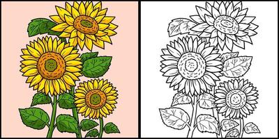 Sunflower Coloring Page Colored Illustration vector