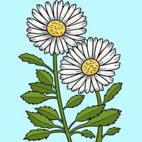 Leucanthemum Daisy Flower Colored Cartoon