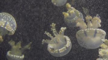 medusas azules y amarillas blancas flotando en el acuario de agua en 4k video