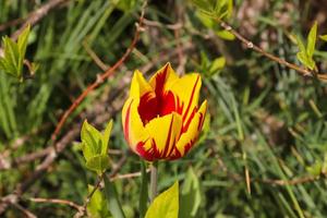 flor de tulipán único en color rojo naranja y amarillo sobre un fondo verde - enfoque selectivo. foto