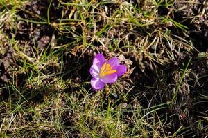 Selective focus. Purple crocus growing outside. View at magic blooming spring flowers crocus sativus photo