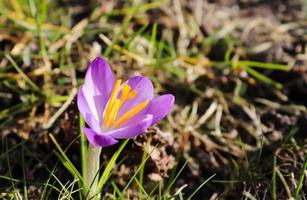 Selective focus. Purple crocus growing outside. View at magic blooming spring flowers crocus sativus photo