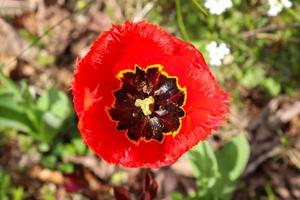 flor de tulipán único en color rojo naranja y amarillo sobre un fondo verde - enfoque selectivo. foto