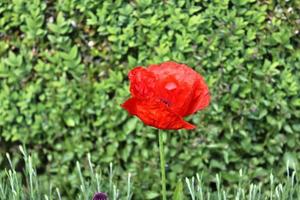 Beautiful red poppy flowers found in a green garden on a sunny day photo