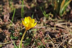 Selective focus. Yellow crocus growing outside. View at magic blooming spring flowers crocus sativus. photo